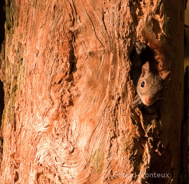 Squirrels, Chipmunks, Condos.