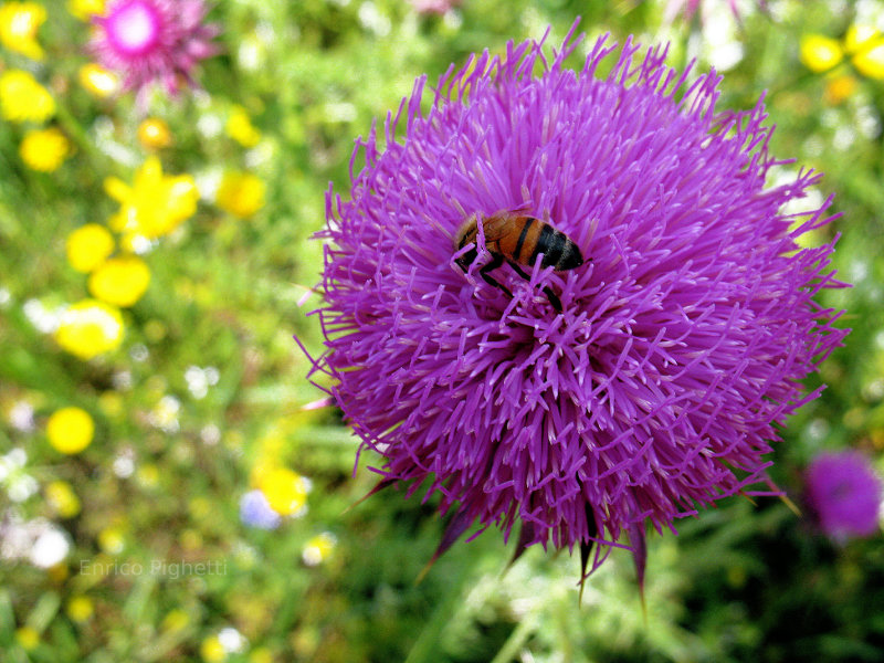 Bees, pollinating, flowers.