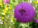 Bees, pollinating, flowers.