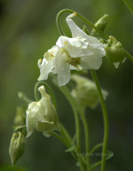 white columbine flowers, dove, soft white.