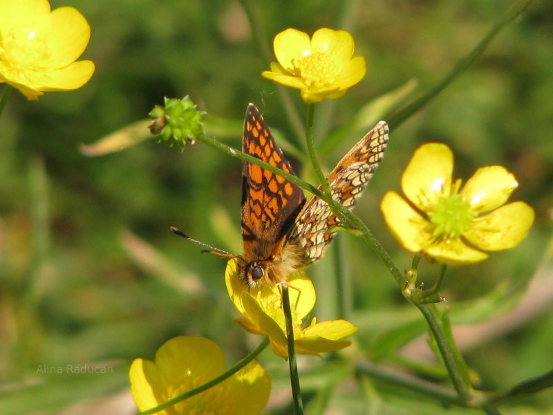 Butterfly in Romania.