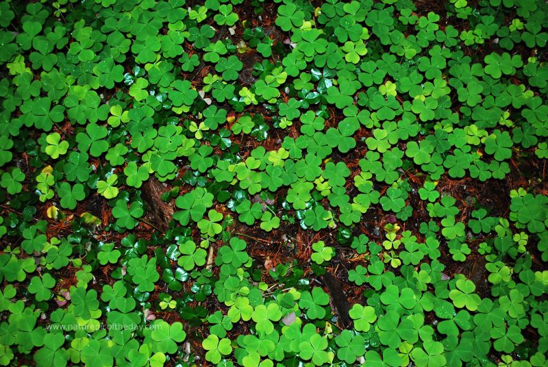 clover, 4 leaf clover, university of washington.