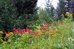 Wildflowers, nature picture