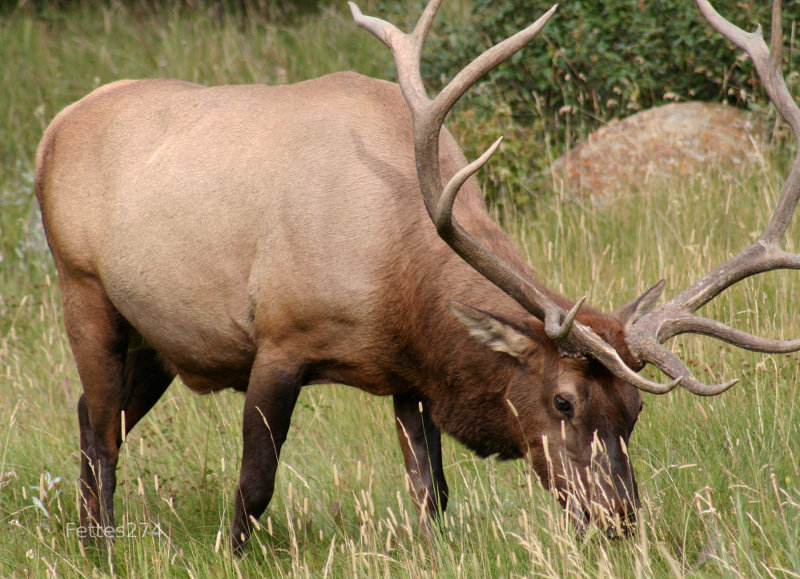 Elk.  Banff National Park.  Canada