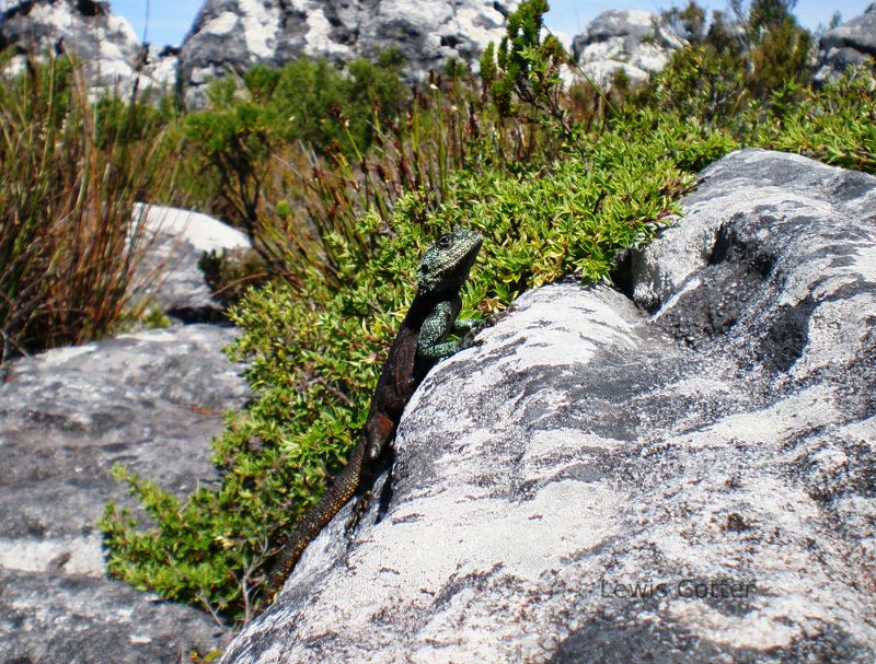 Lizard, Table Mountain, Capetown, South Africa.