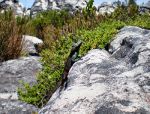 Lizard, Table Mountain, Capetown, South Africa.