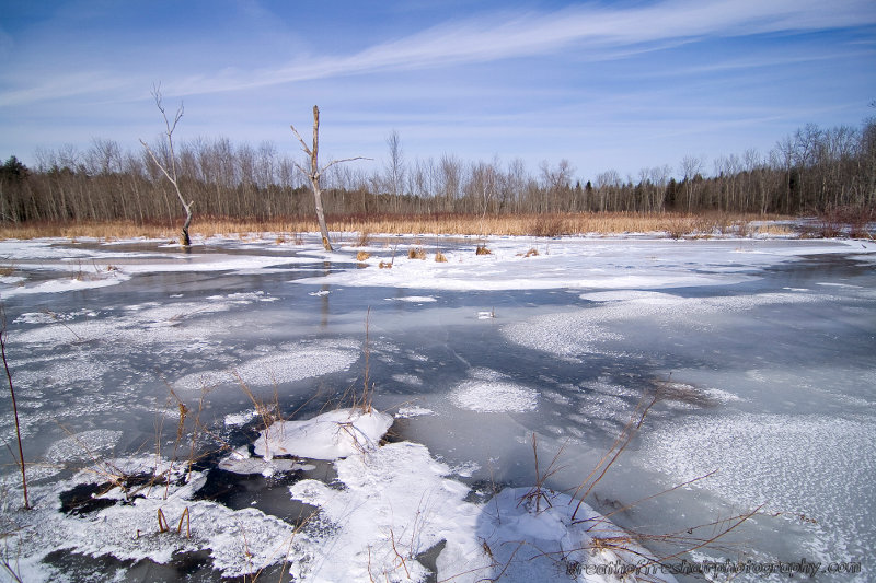 ice covered marsh in Black Creek Marsh, near Albany, New York.
