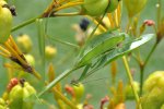 Praying Mantis in Brazil.  