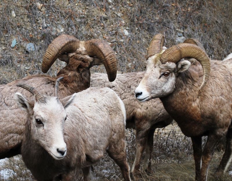 Bighorn Sheep in Montana.  Tour Montana.  Guided hunt.