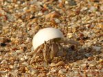 Crab, Red Sea, Egypt