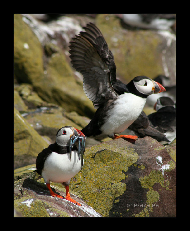 Puffin with Sand Eels.  Farne Islands.