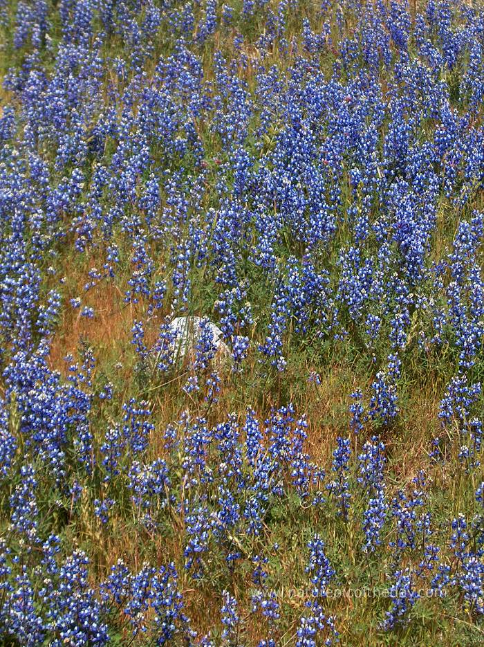 Glacier National Park, Montana.  Wildflowers in Montana.