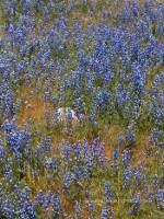 Glacier National Park, Montana.  Wildflowers in Montana.