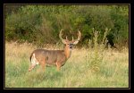 Whitetail buck, for-mar nature preserve, burton, MI.