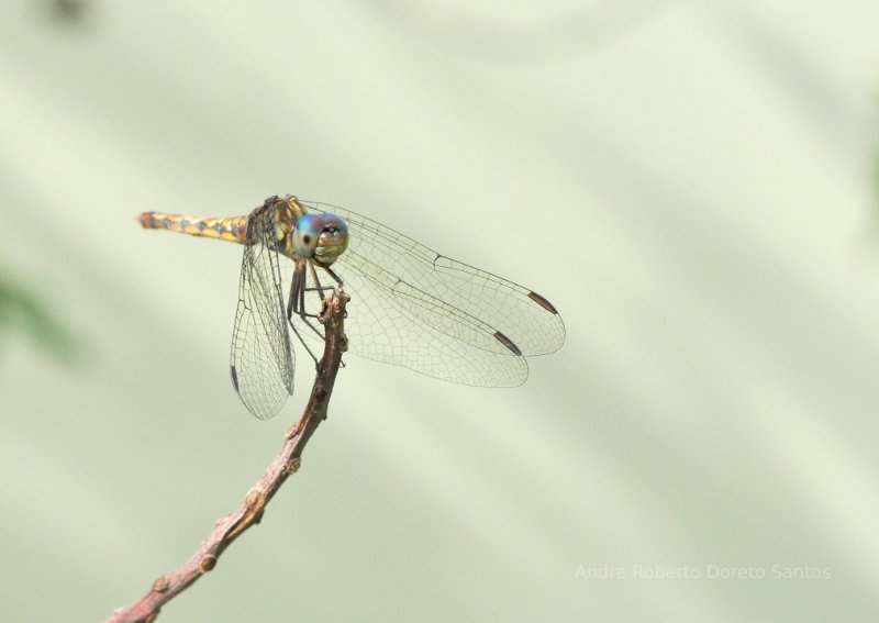 Dragonfly, grasshopper, fish bait.