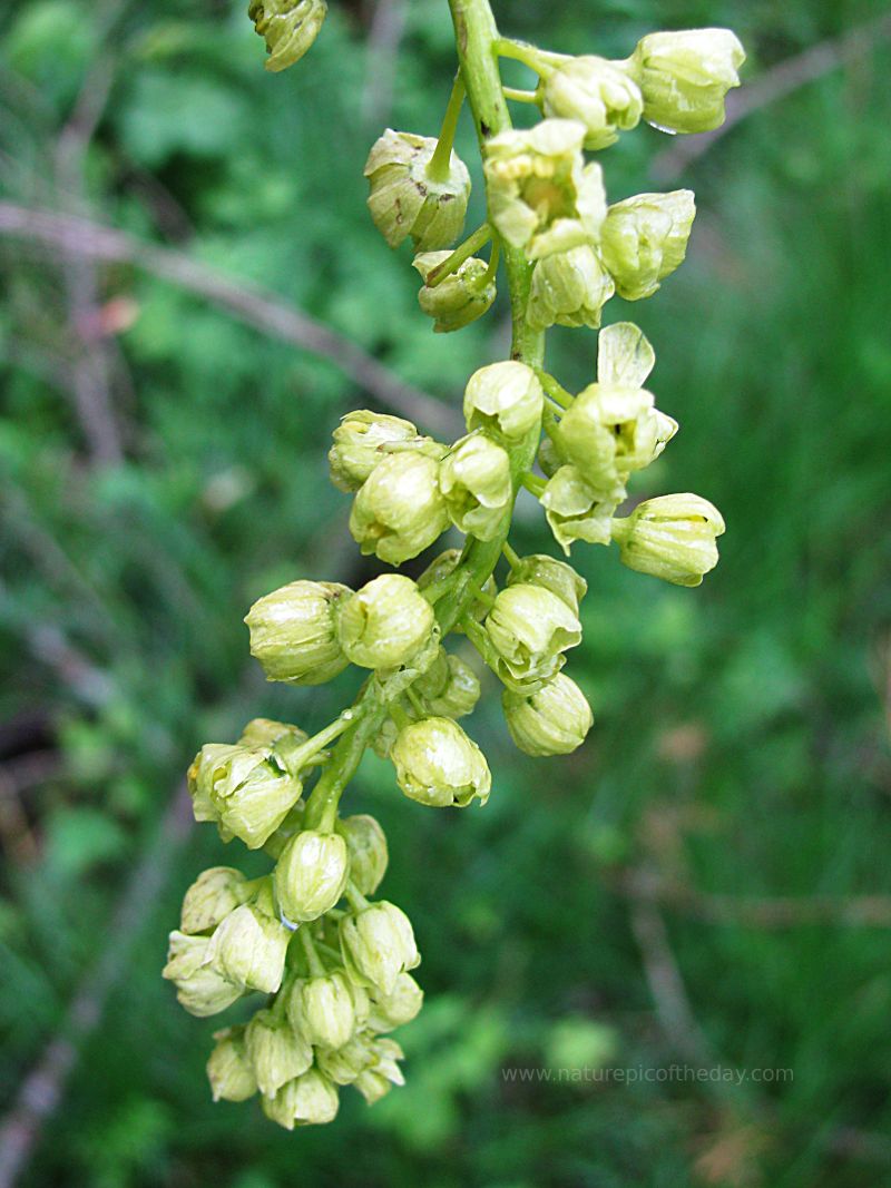 Male flowers of a big leaf maple.  Acer macrophyllum.  Maple syrup!