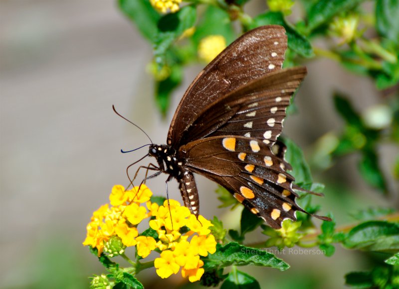 Butterfly on Lantana