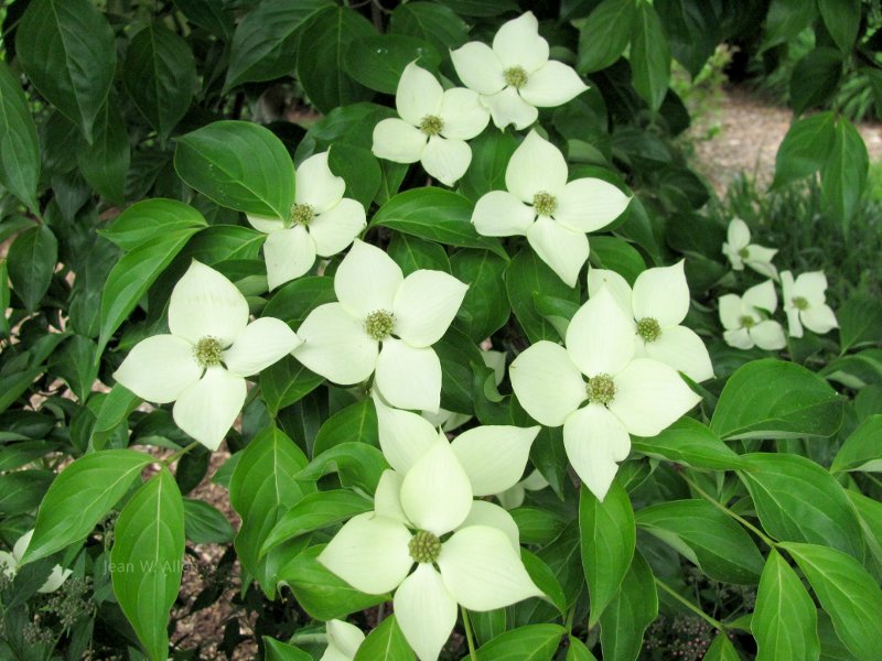 Kousa Dogwood, ornamental imports, ornamental flowers