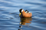 Grey Phalarope in Svalbard, Tour Norway, Norwegian Tours.