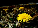 Dandelions, weed killer, fertilizer, lawn and grass mix.