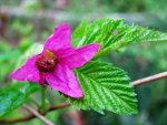 Salmonberry, Rubus spectabilis, jam, jelly, homemade.