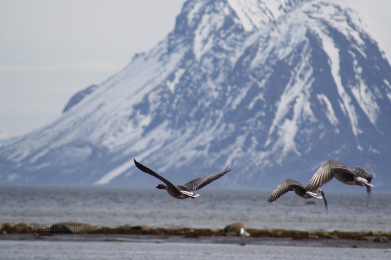 Seabirds in Norway.  Andoya Island, Grytoya Island, Norway