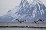 Seabirds in Norway.  Andoya Island, Grytoya Island, Norway