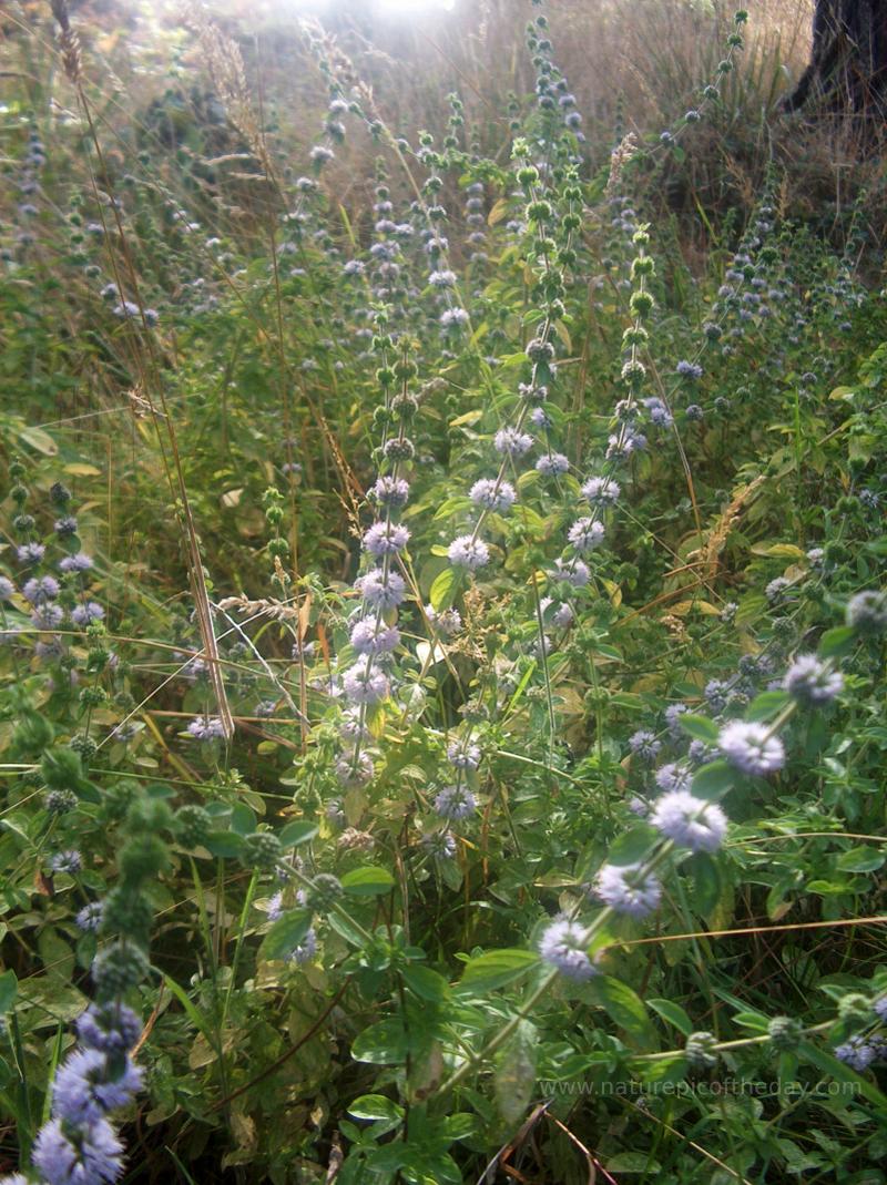 Wildflowers in the sun.  Heirloom seeds.  Wildflower seeds.