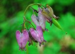 Western Bleeding Heart, flowers, forest flowers.