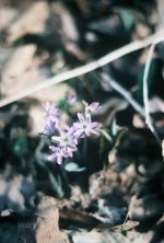 Woodland flowers.  Flower seeds, vegetable seeds.