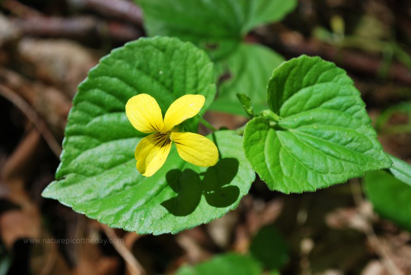 Yellow flowers, heirloom seeds.