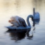 Swans in England.