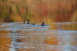 Three Mallard ducks.