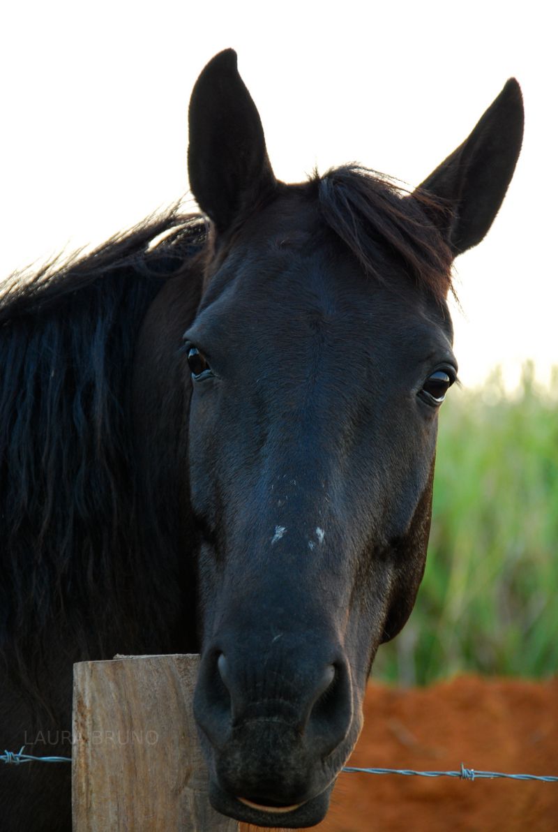 Horse, oats, apples.  