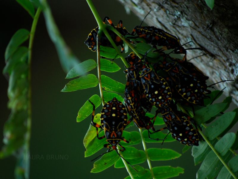 Bugs on a tree!