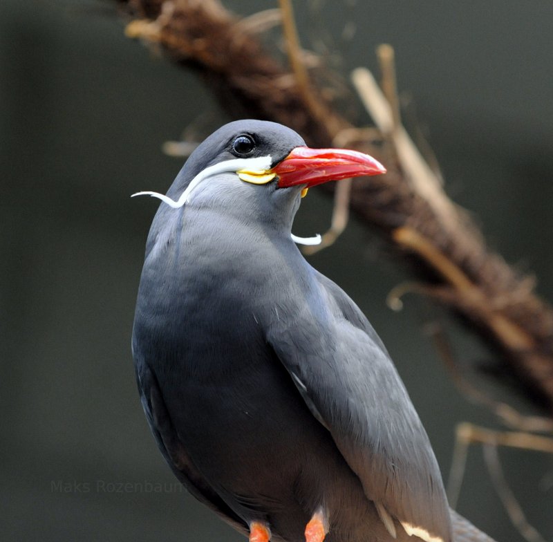 inca tern, baron munchausen, hercule poirot.