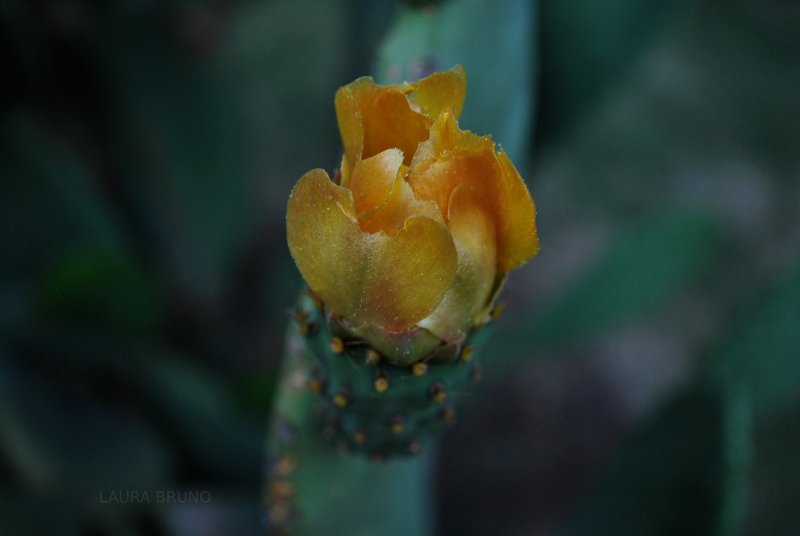 Fruit flower, figo da india.