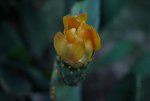 Fruit flower, figo da india.