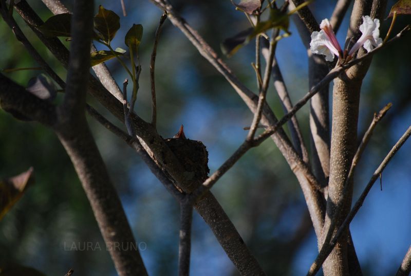 Bird nest with baby birds!