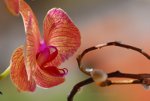 Pretty pink flower.