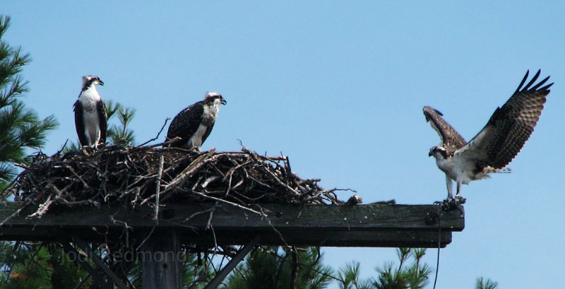 Ospreys at Christie Lake, Perth, Ontario, Canada.