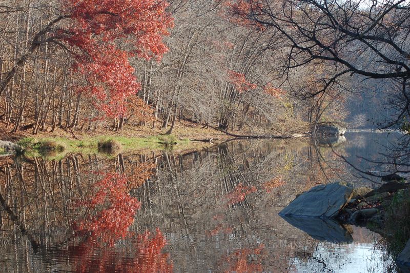 Fall leaves, triadelphia Reservoir, Maryland.