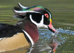 Wood Duck in Medford Oregon.