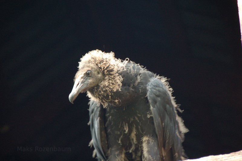 Black Vulture Chick