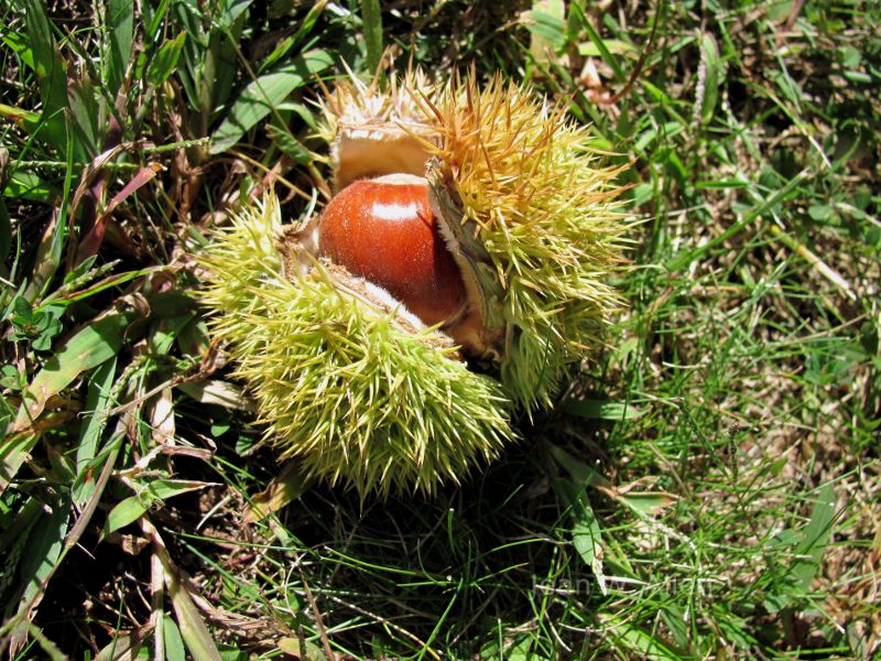 buckeye, chestnut, horse chestnut.