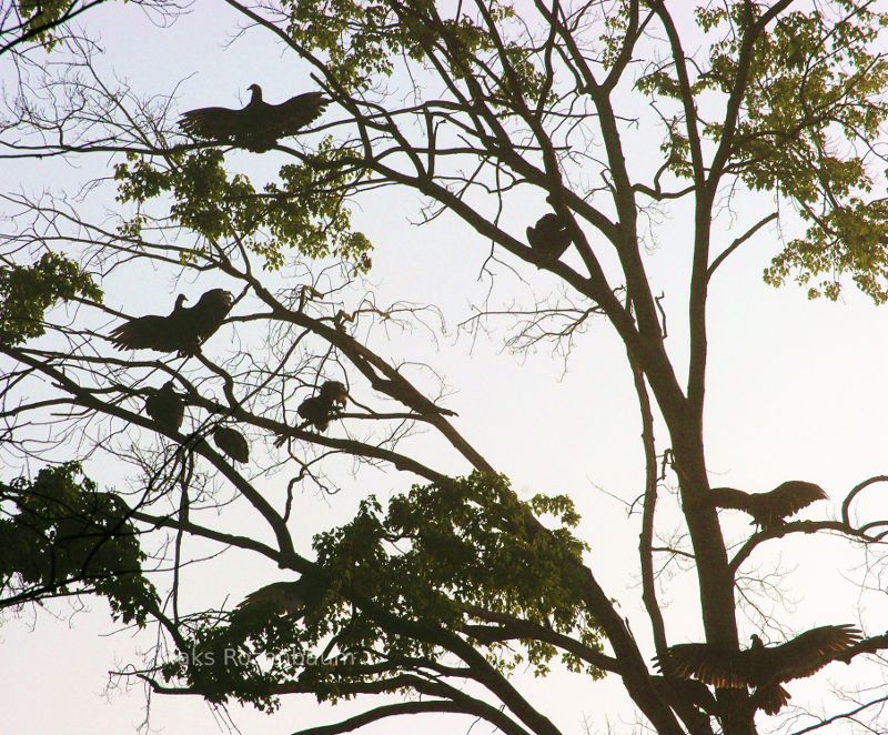 Turkey Vultures!