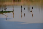 Birds in water.