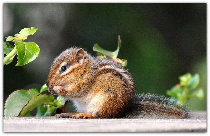 Chipmunk at Chicago Botanic Gardens.