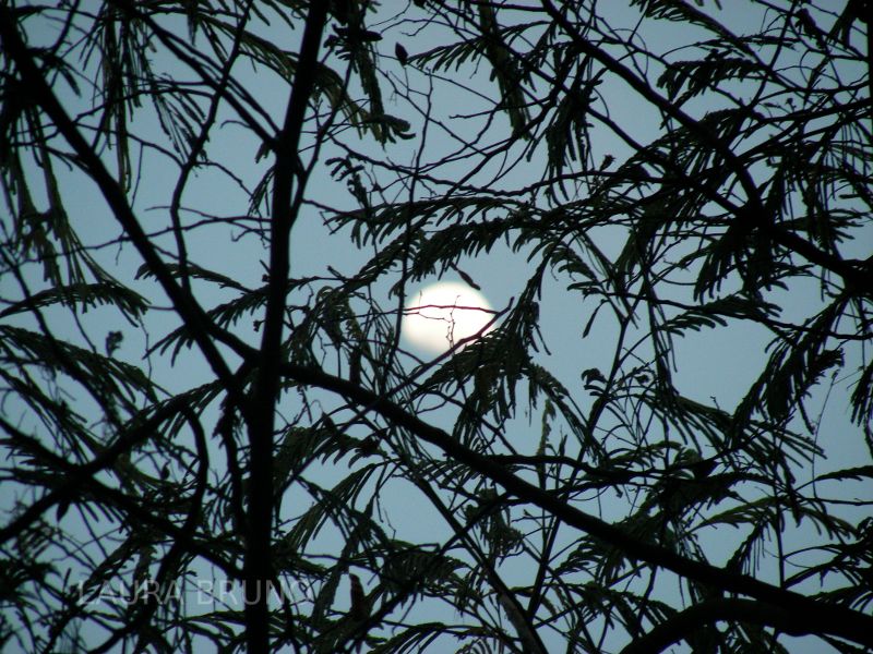 Moon through branches