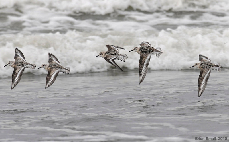 Flying sanderlings against incoming ocean waves.